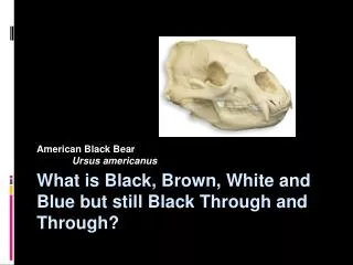 What is Black, Brown, White and Blue but still Black Through and Through?