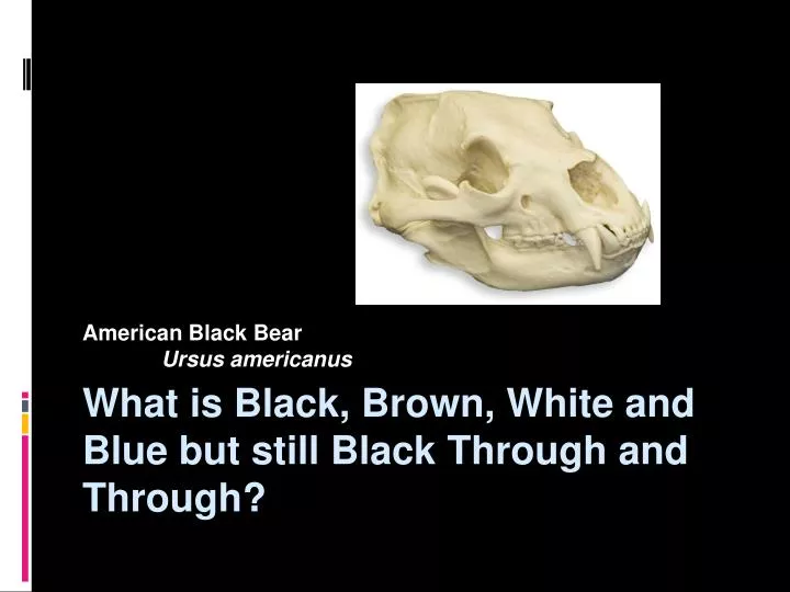what is black brown white and blue but still black through and through