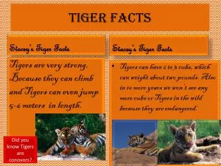 Tiger Facts