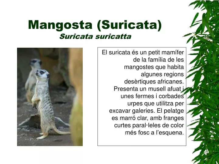 mangosta suricata suricata suricatta