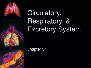 Circulatory, Respiratory, &amp; Excretory System