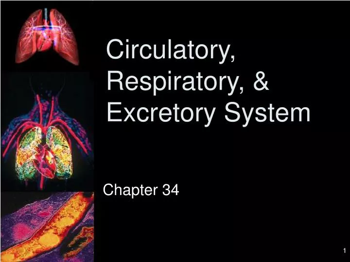 circulatory respiratory excretory system