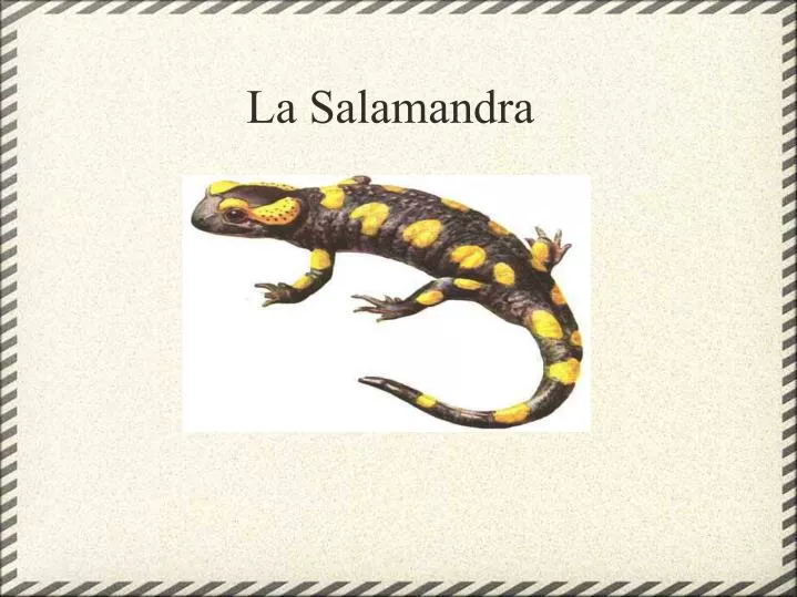 la salamandra