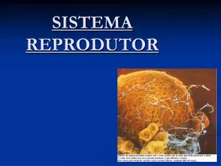 sistema reprodutor