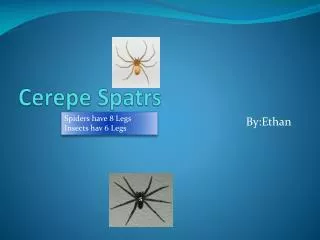 Cerepe Spatrs