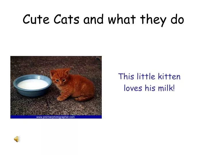 cute cats and what they do