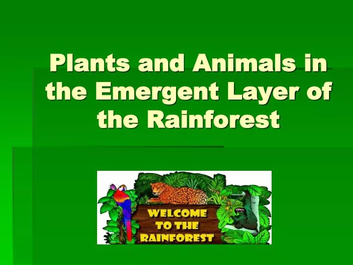plants and animals in the emergent layer of the rainforest