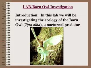 LAB-Barn Owl Investigation