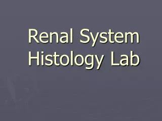 Renal System Histology Lab