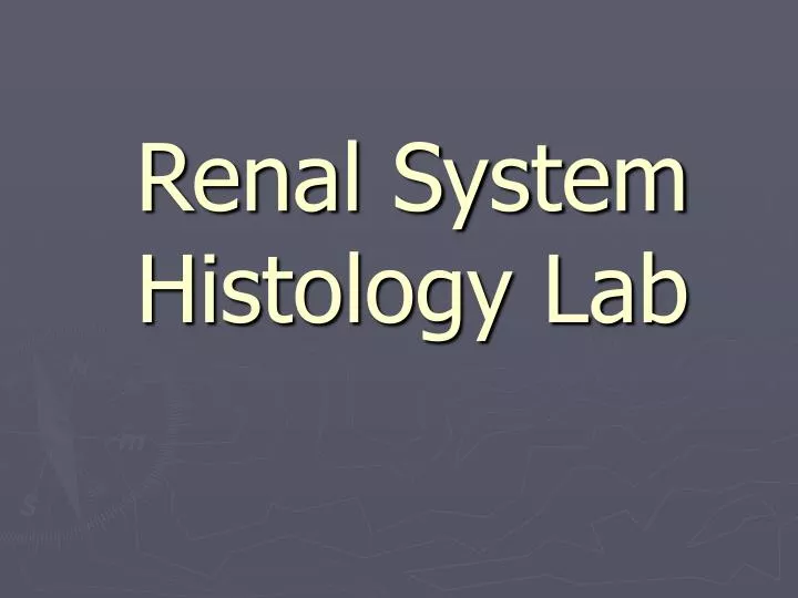 renal system histology lab
