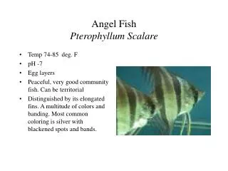 Angel Fish Pterophyllum Scalare