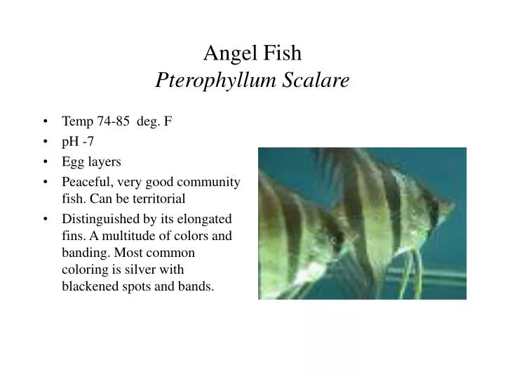 angel fish pterophyllum scalare