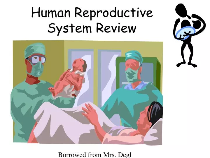 human reproductive system review