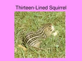 Thirteen-Lined Squirrel