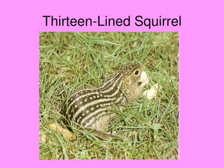 thirteen lined squirrel