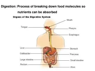 Digestion: Process of breaking down food molecules so