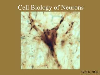 Cell Biology of Neurons