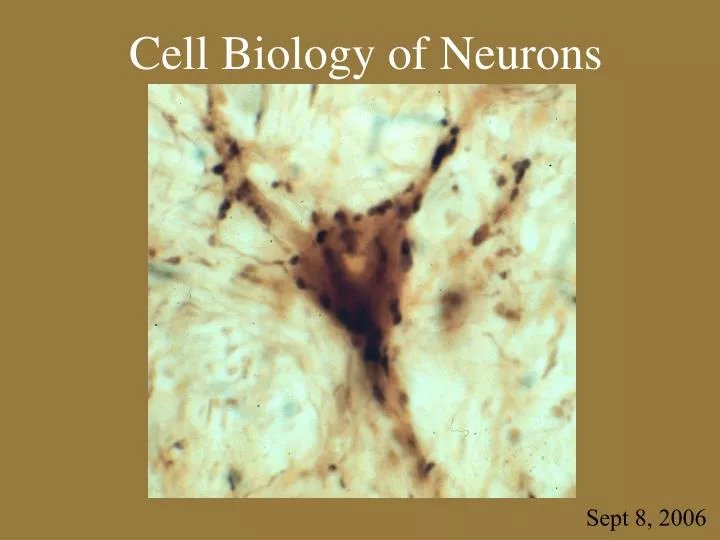 cell biology of neurons