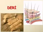 DERİ - slide 1