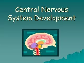 Central Nervous System Development