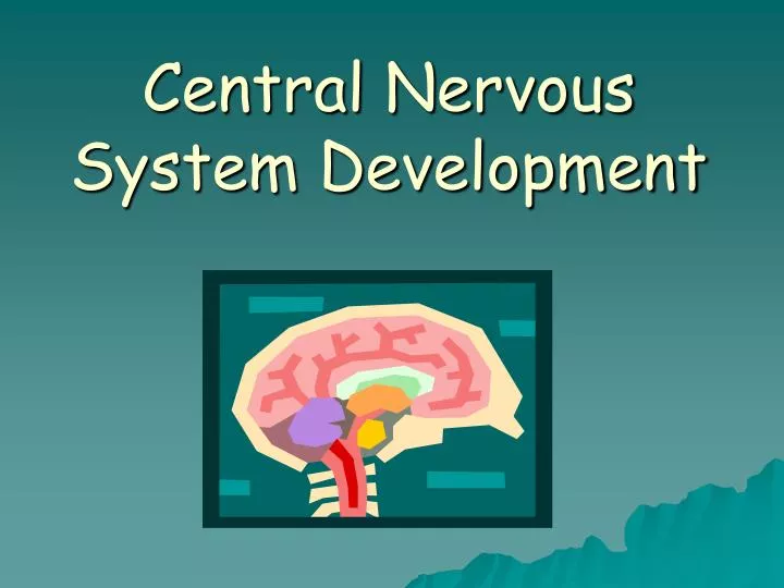 central nervous system development