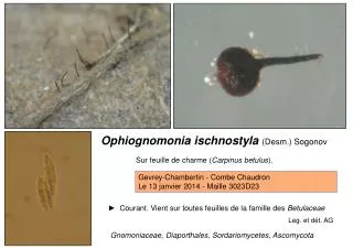 Ophiognomonia ischnostyla (Desm.) Sogonov