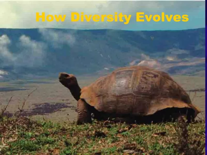 how diversity evolves