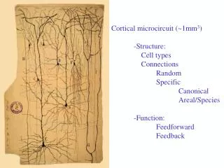 Cortical microcircuit (~1mm 3 ) 	-Structure: 	 Cell types 	 Connections 		Random 		Specific