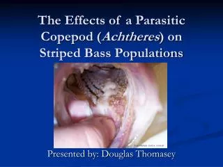 The Effects of a Parasitic Copepod ( Achtheres ) on Striped Bass Populations