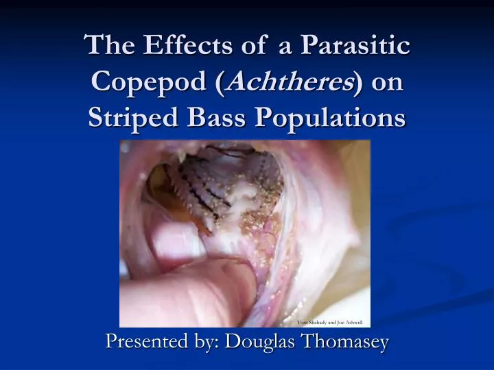 the effects of a parasitic copepod achtheres on striped bass populations