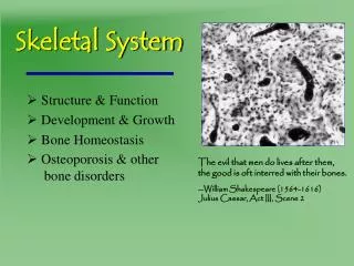 Skeletal System