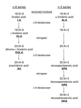 n-3 series 18:3n-3 ?- linolenic acid ALA 18:4n-3 20:4n-3 20:5n-3 eicosapentaenoic acid EPA