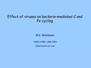 Effect of viruses on bacteria-mediated C and Fe cycling