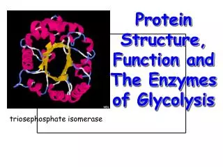 Protein Structure, Function and The Enzymes of Glycolysis