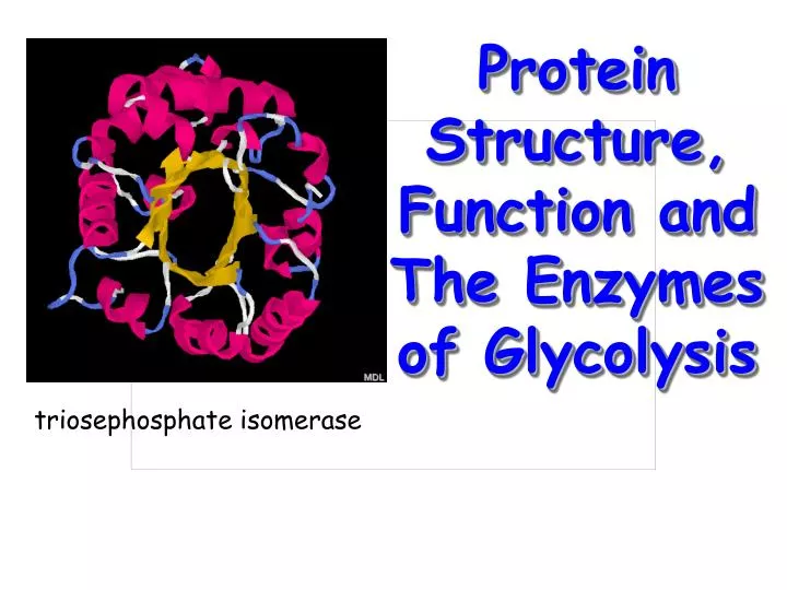 protein structure function and the enzymes of glycolysis