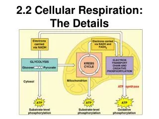 2.2 Cellular Respiration: The Details