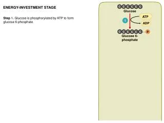 ENERGY-INVESTMENT STAGE