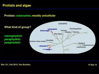 Protists : eukaryotes , mostly unicellular