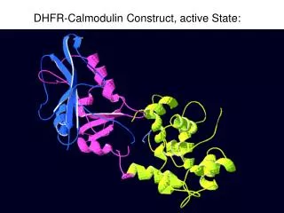 DHFR-Calmodulin Construct, active State: