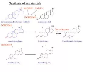 deh y droepiandrosteron e (DHEA)