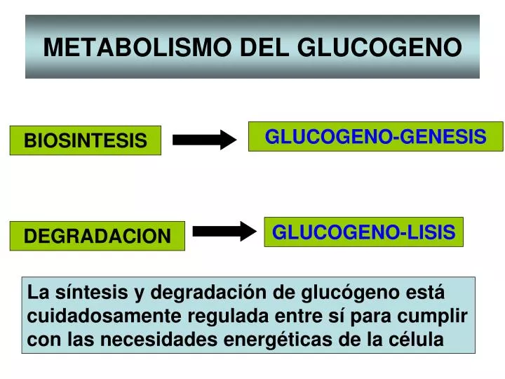 metabolismo del glucogeno