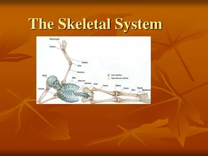 the skeletal system