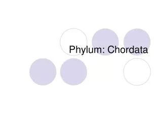 Phylum: Chordata