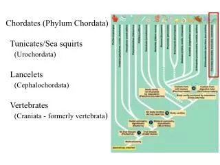 Chordates (Phylum Chordata) Tunicates/Sea squirts (Urochordata) Lancelets (Cephalochordata)