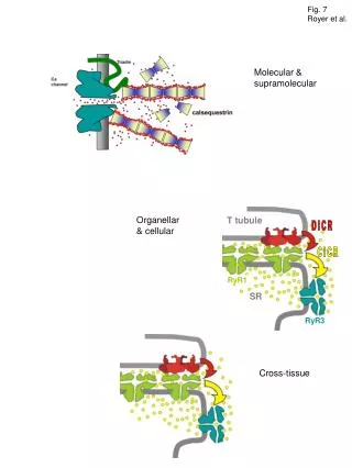 Fig. 7 Royer et al.