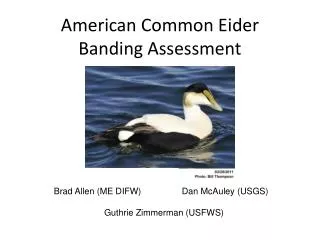 American Common Eider Banding Assessment