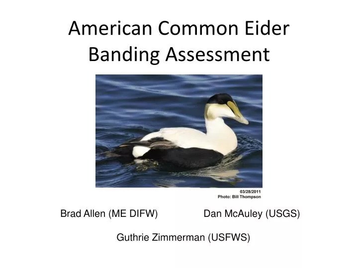american common eider banding assessment