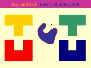 Key and lock ; theory of induced fit