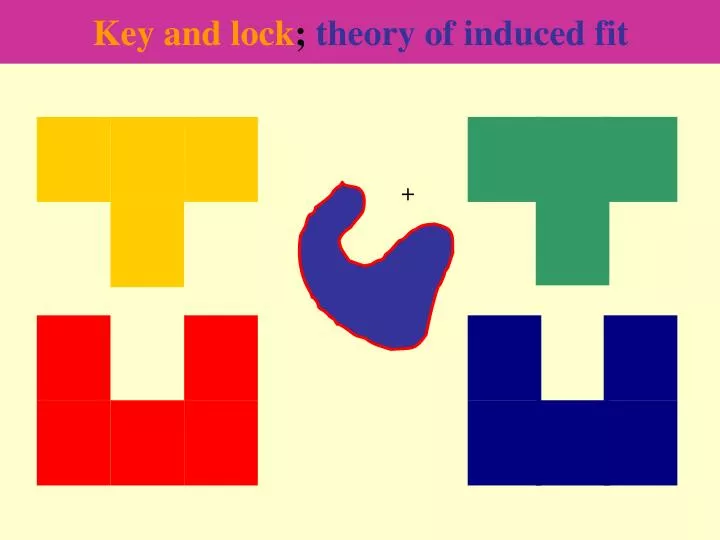key and lock theory of induced fit