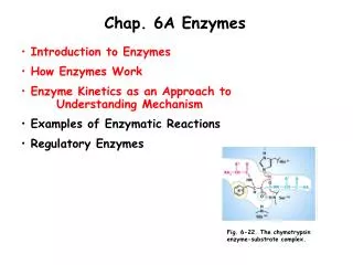 Chap. 6A Enzymes